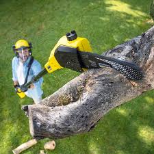 Best Lawn Disease Treatment  in Weidman, MI